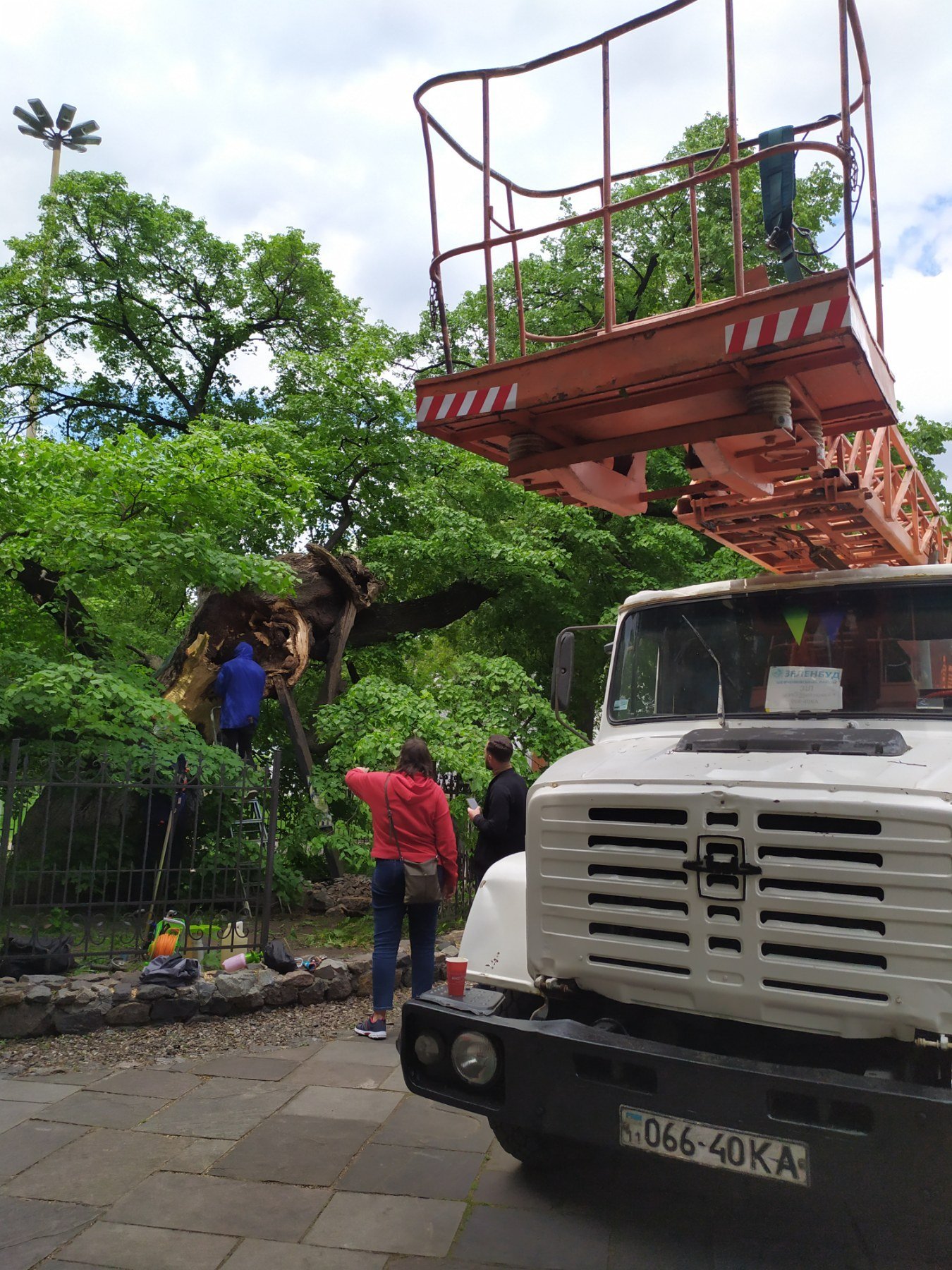 В Киеве начали лечить 400-летнюю липу Петра Могилы 1