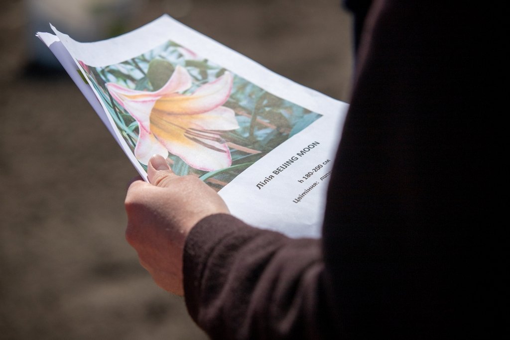 В Киеве высадили 5 тысяч лилий, подаренных Харьковом 1