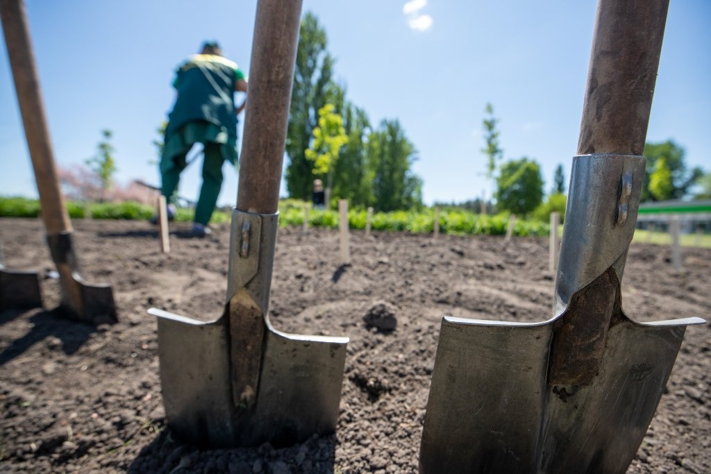 В Киеве высадили 5 тысяч лилий, подаренных Харьковом 2
