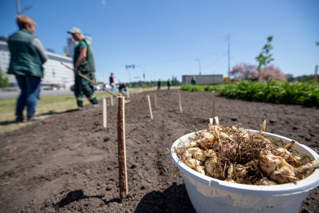 В Киеве высадили 5 тысяч лилий, подаренных Харьковом 3