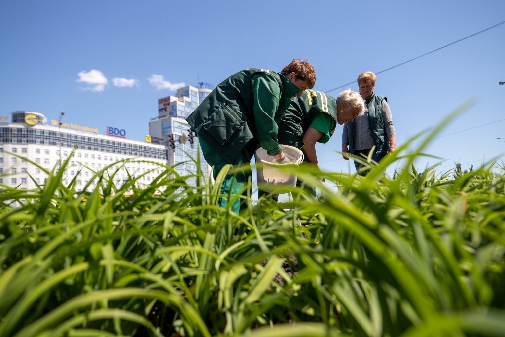 В Киеве высадили 5 тысяч лилий, подаренных Харьковом 4