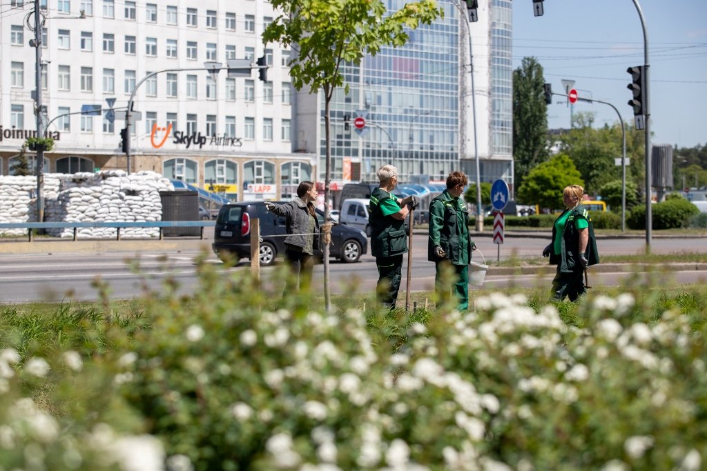 В Киеве высадили 5 тысяч лилий, подаренных Харьковом 5