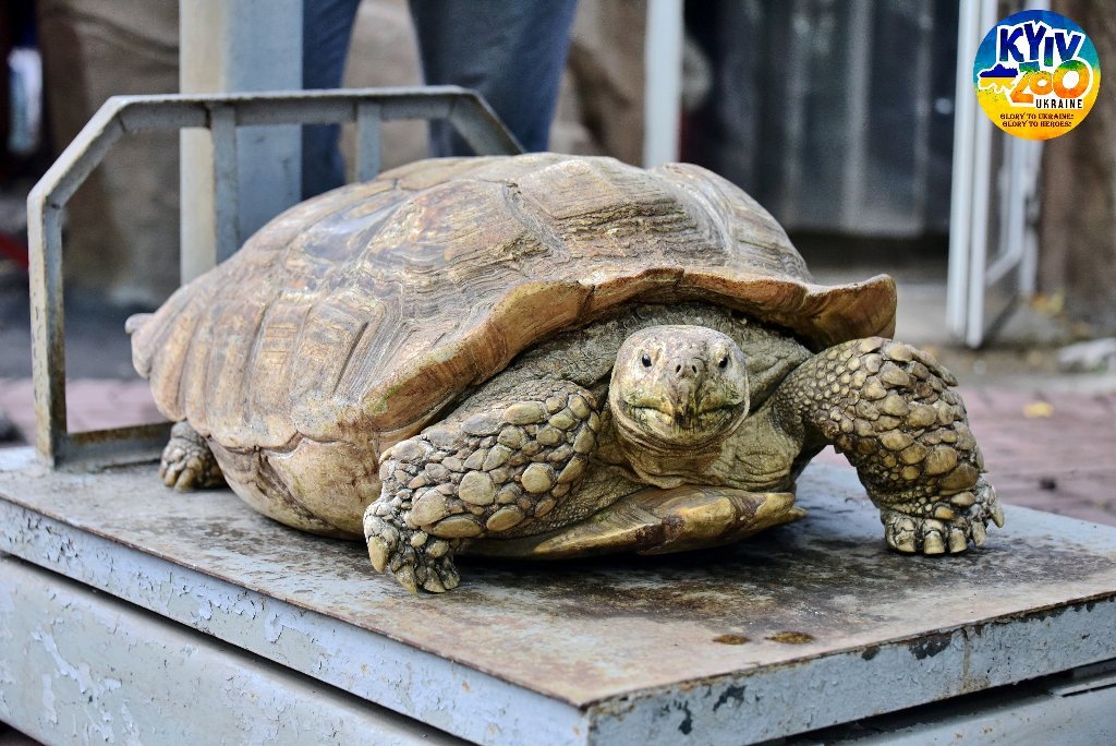 В Киевском зоопарке из вольеров вышли гигантские черепахи 1