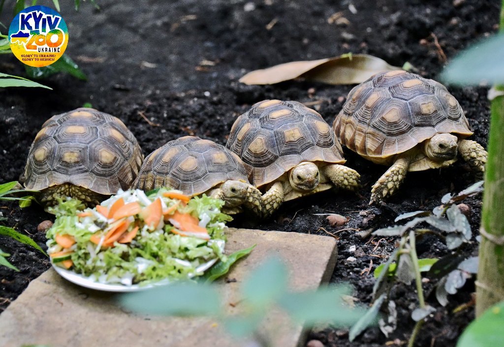 В Киевском зоопарке из вольеров вышли гигантские черепахи 2