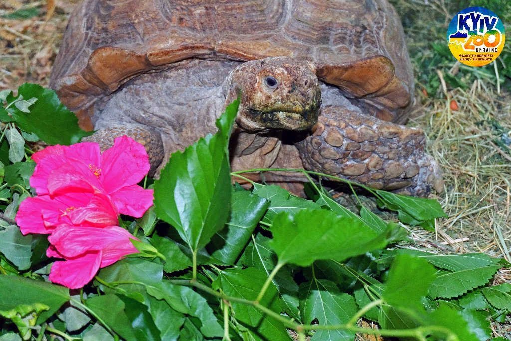 В Киевском зоопарке из вольеров вышли гигантские черепахи 3