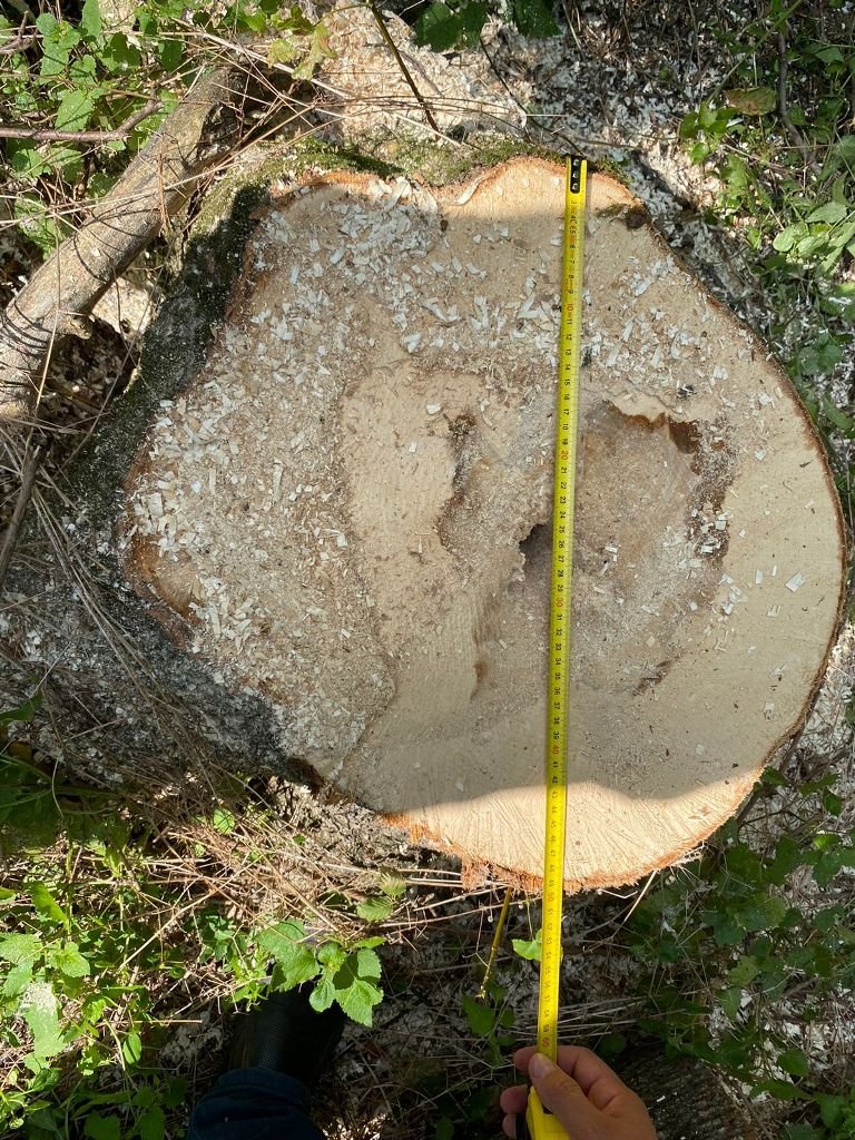 Під Києвом незаконно вирубили дерев на 15,5 мільйонів гривень 1