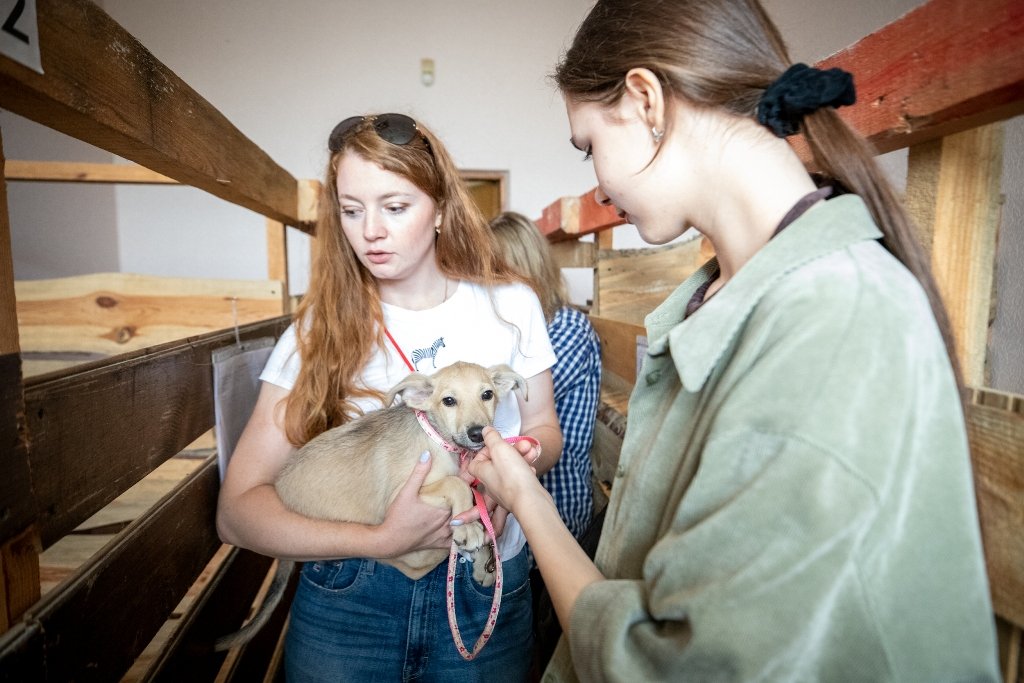 У Києві під час Дня відкритих дверей з притулку забрали 11 тварин: фото 1