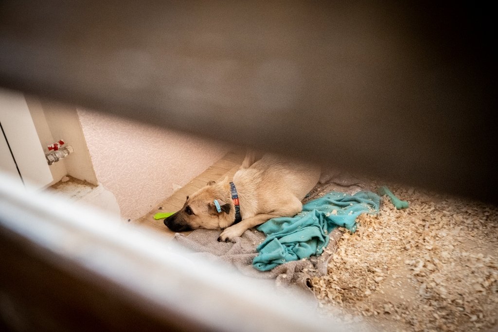 У Києві під час Дня відкритих дверей з притулку забрали 11 тварин: фото 2