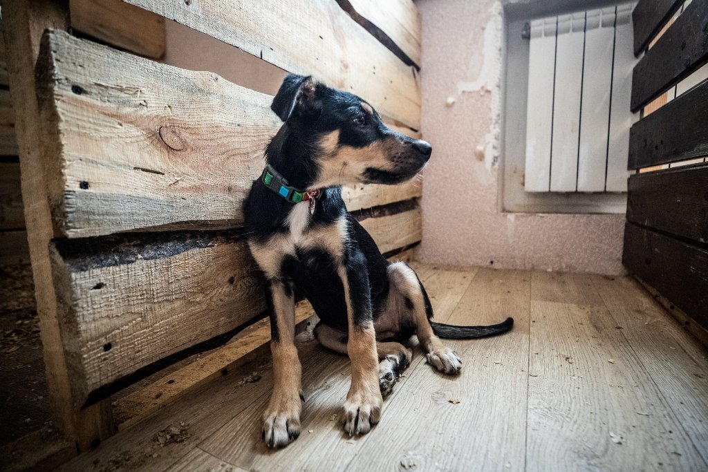 У Києві під час Дня відкритих дверей з притулку забрали 11 тварин: фото 3