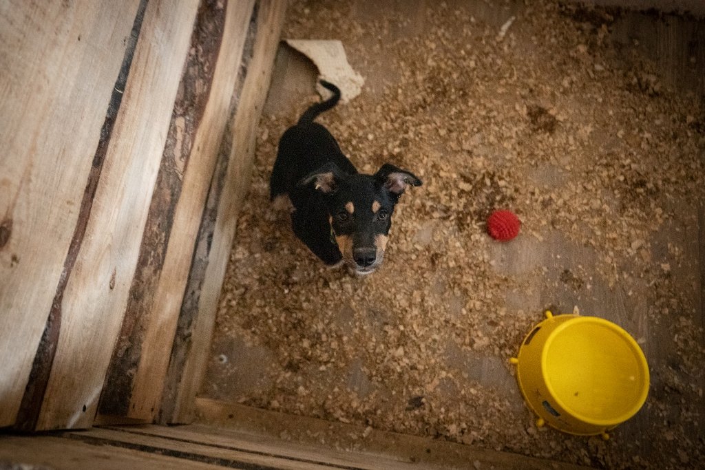 У Києві під час Дня відкритих дверей з притулку забрали 11 тварин: фото 4