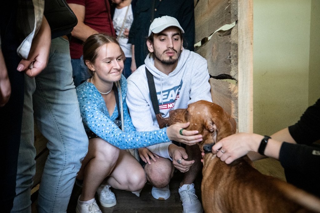 У Києві під час Дня відкритих дверей з притулку забрали 11 тварин: фото 5