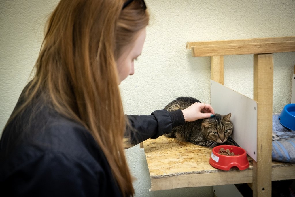 У Києві під час Дня відкритих дверей з притулку забрали 11 тварин: фото 7