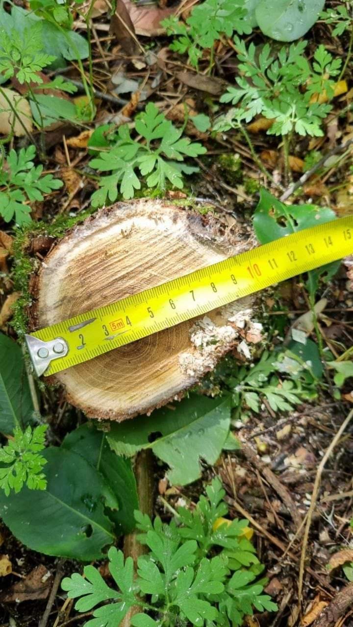 Як парк-пам'ятку в Софіївській Борщагівці здали у користування на 49 років 2