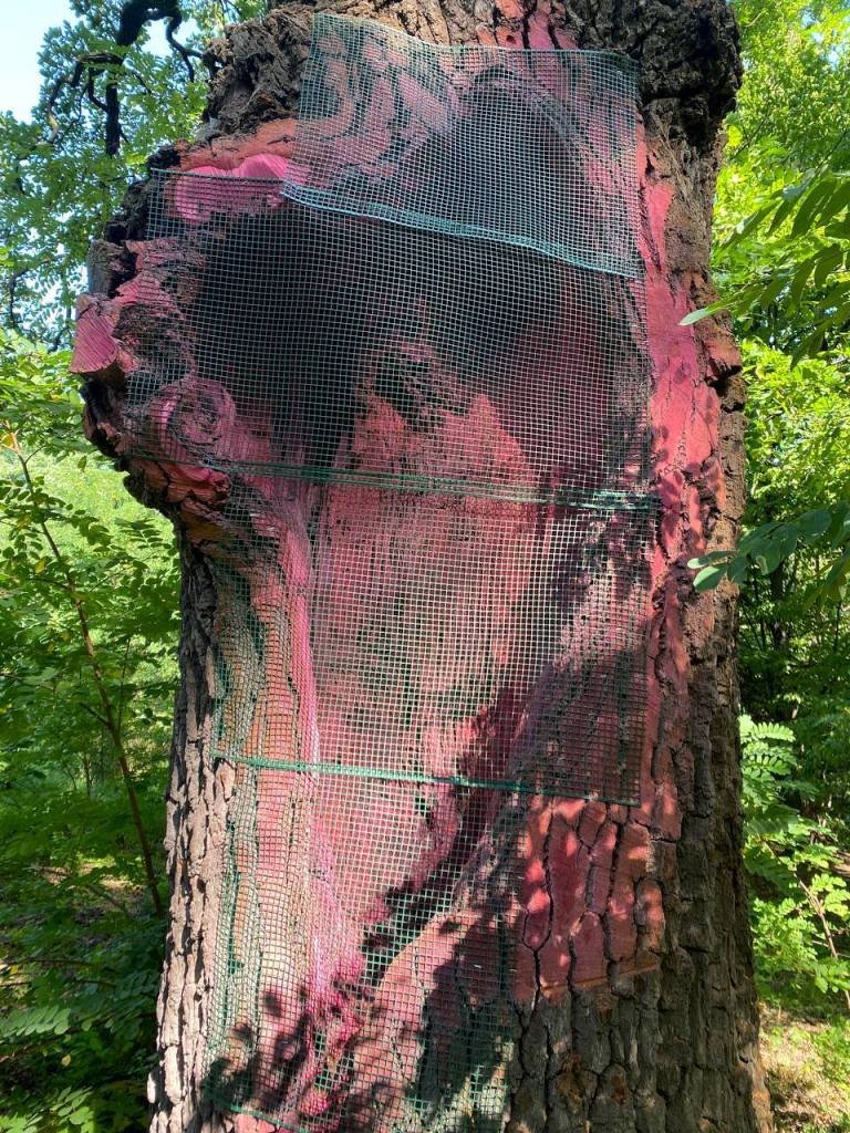 У Києві у парку Нивки пролікували вікові дуби: фото 2