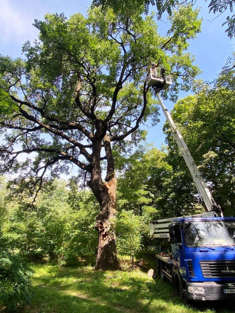 У Києві у парку Нивки пролікували вікові дуби: фото 3