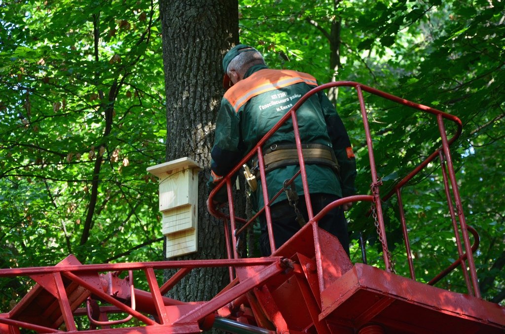 У Києві в одному з парків встановили будиночки для кажанів 2