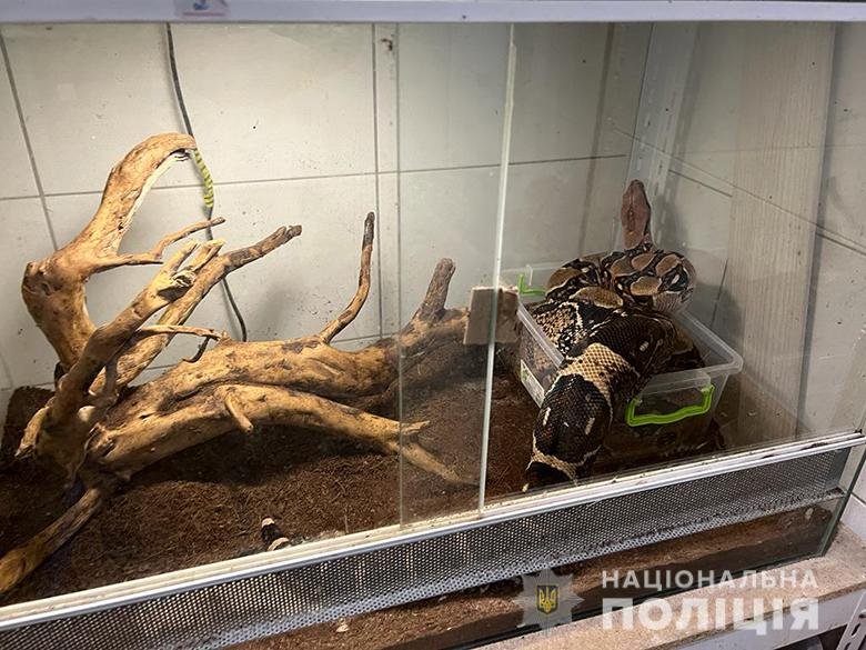 Тигреня, мавпи, рептилії: у Києві пара організувала незаконну торгівлю екзотичними і дикими тваринами, які занесені до Чернової книги 6