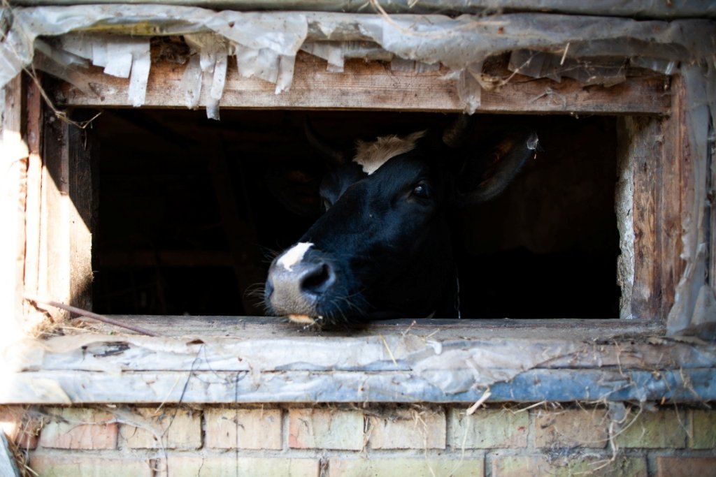 Під час окупації Тетяна щодня просила дозволу в окупантів, щоб пройти до сіновалу, набрати корму тваринам