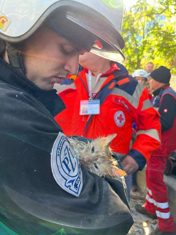 У Києві врятували кота зі зруйнованого дроном-камікадзе будинку 1