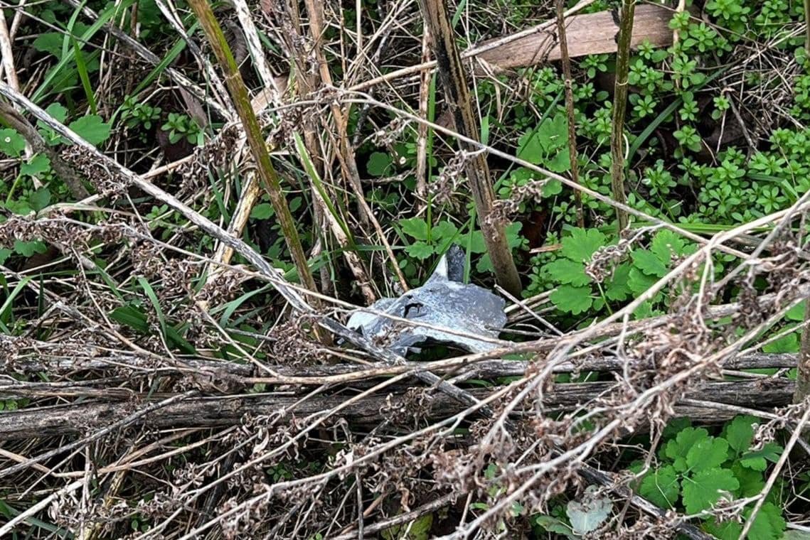 На Київщині знайшли уламки збитого дрона-шахеда 1