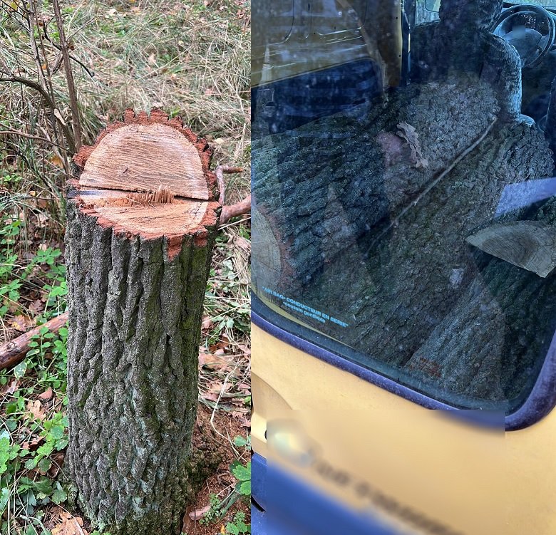 У Києві чоловік незаконно вирубав дуби майже на чверть мільйона гривень 1