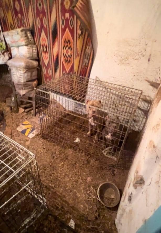 На Київщині чоловік морив голодом породистих 7 цуценят да 2 дорослих псів у розпліднику 1