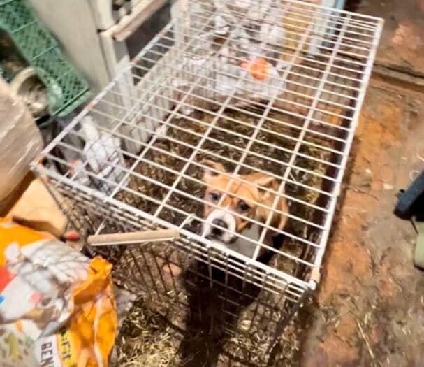 На Київщині чоловік морив голодом породистих 7 цуценят да 2 дорослих псів у розпліднику 2