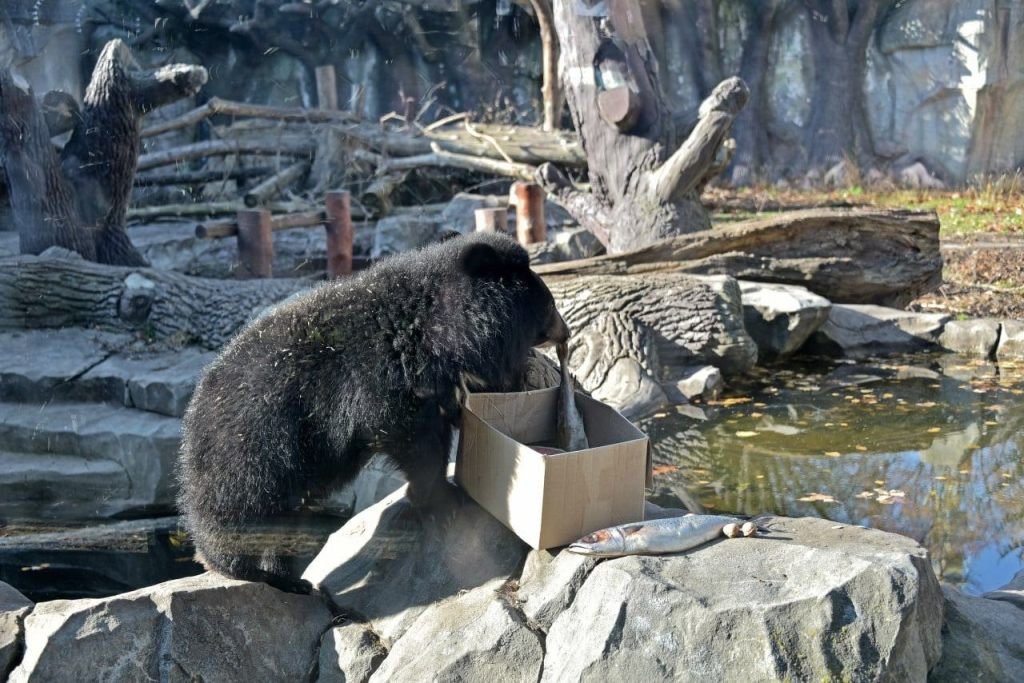 Куди піти у Києві на вихідних: у зоопарку проходять показові годування рибою ведмежатка Бері та її мами Бебі 2