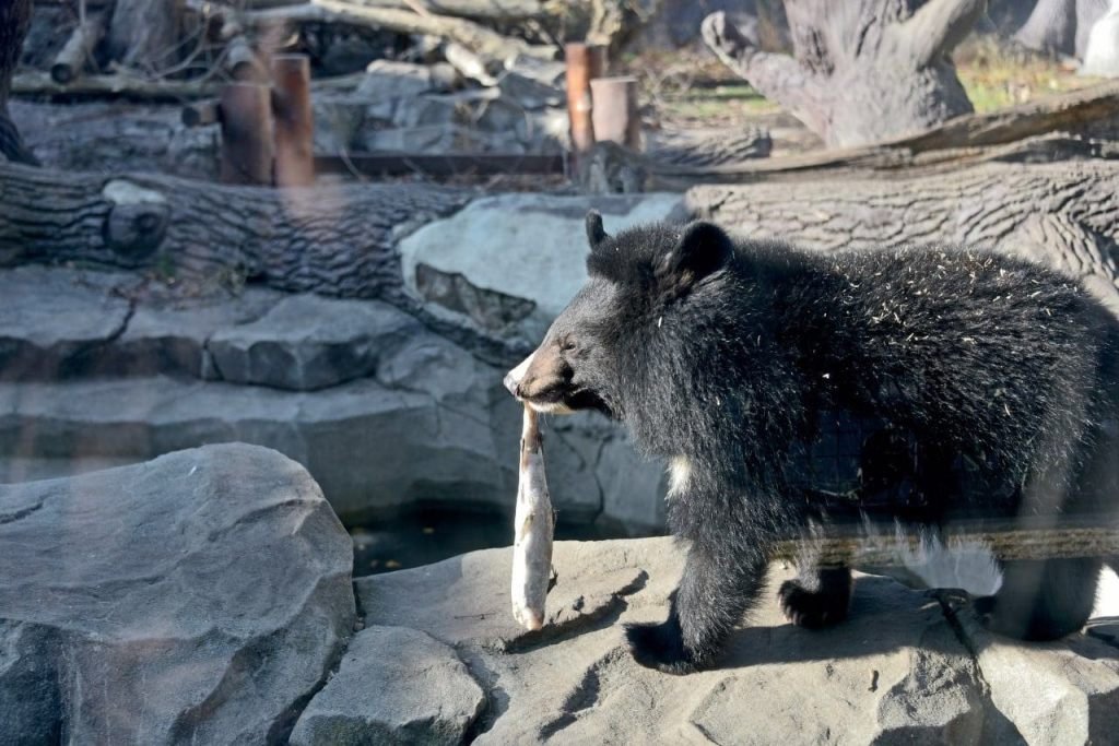 Куди піти у Києві на вихідних: у зоопарку проходять показові годування рибою ведмежатка Бері та її мами Бебі 3