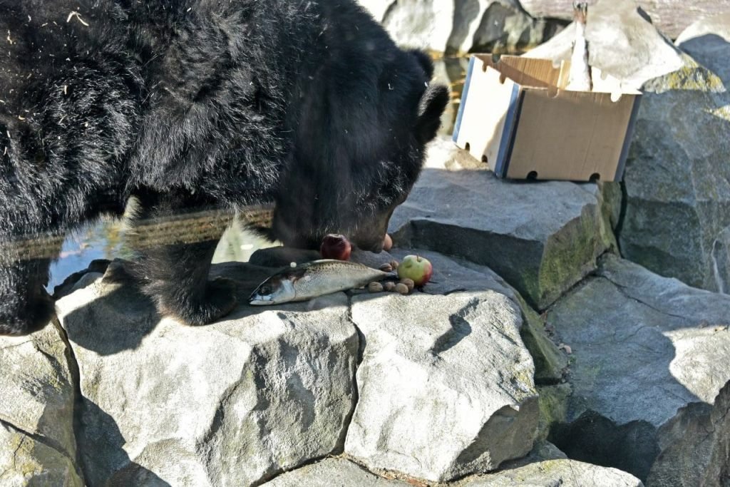 Куди піти у Києві на вихідних: у зоопарку проходять показові годування рибою ведмежатка Бері та її мами Бебі 4