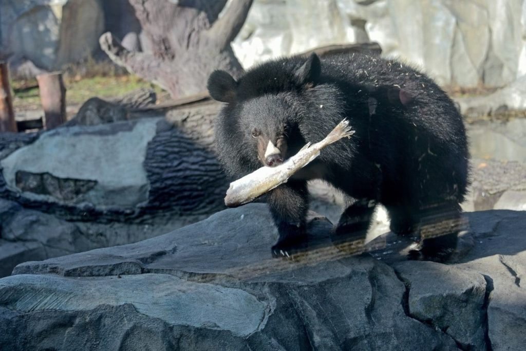 Куди піти у Києві на вихідних: у зоопарку проходять показові годування рибою ведмежатка Бері та її мами Бебі 5