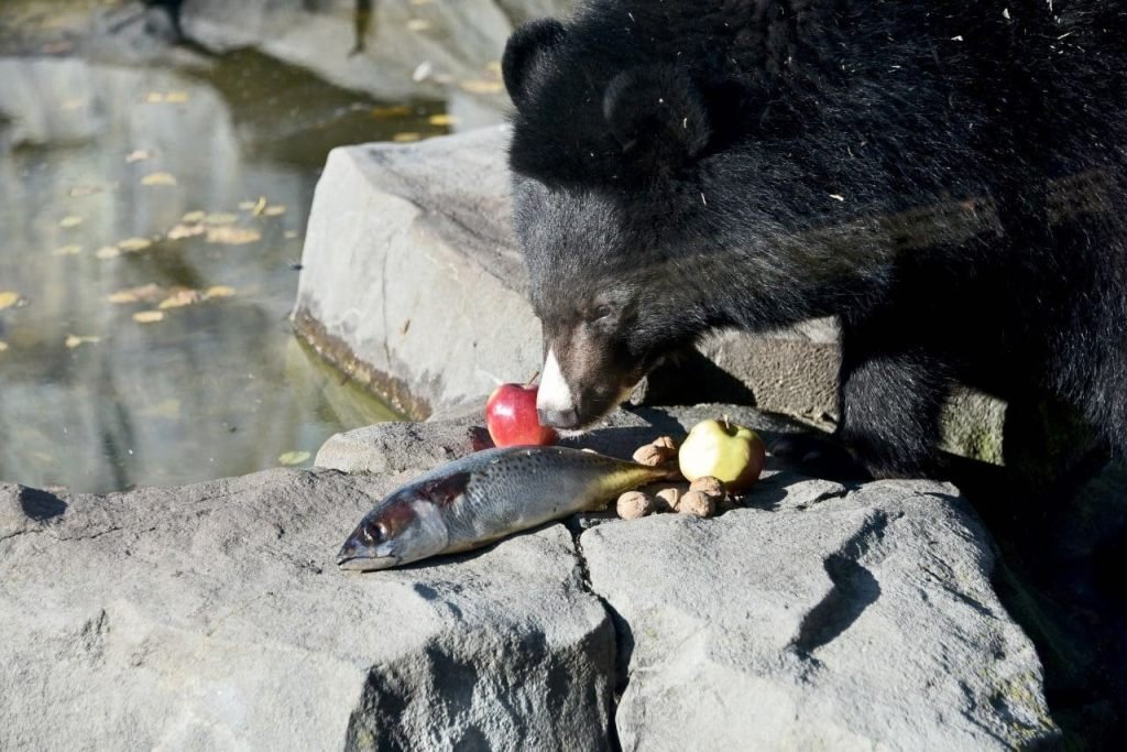 Куди піти у Києві на вихідних: у зоопарку проходять показові годування рибою ведмежатка Бері та її мами Бебі 6