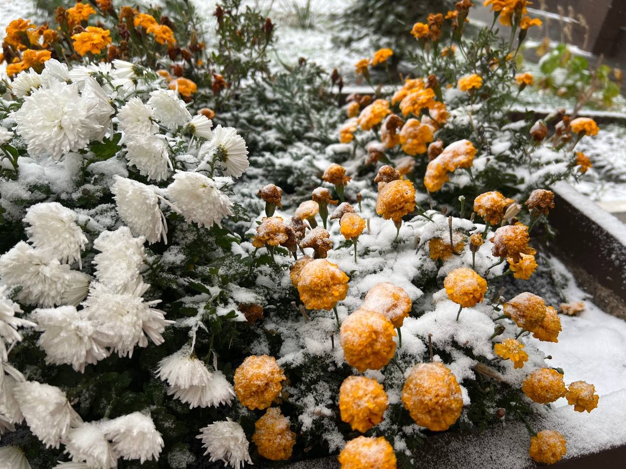 У Києві пішов перший сніг 1