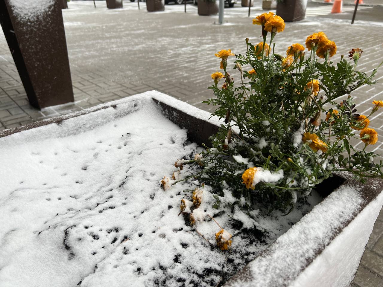 У Києві пішов перший сніг 3