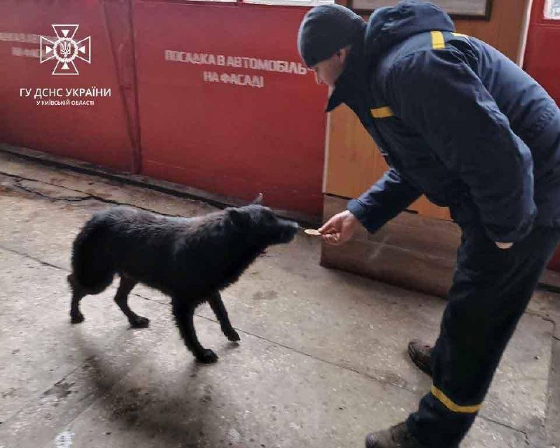 На Київщині рятувальники дістали собаку з крижаної води: чотирилапий тепер живе у частині 1