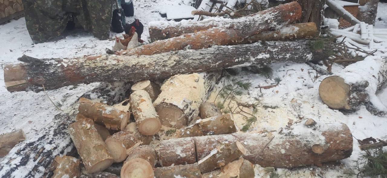 У Києві чоловіки займались незаконною вирубкою дерев на Трухановому острові 1