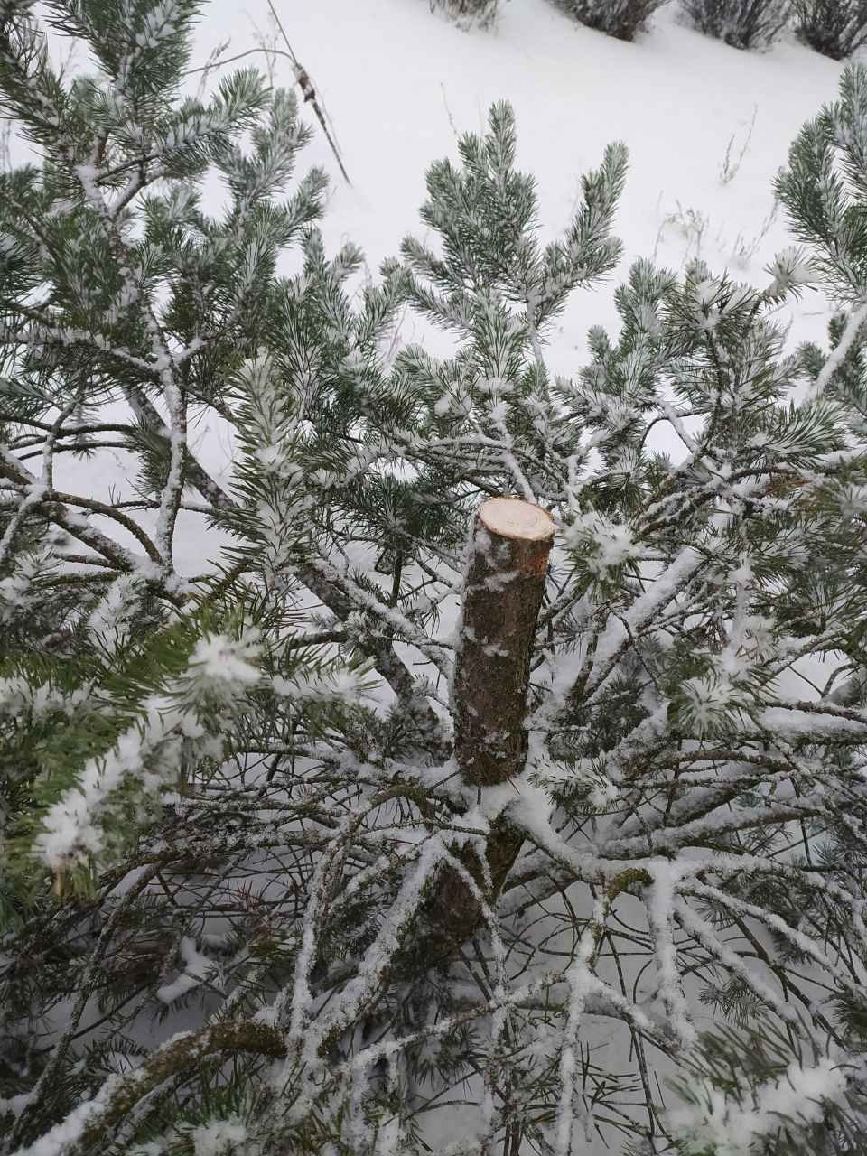 У Києві чоловік під час комендантської години спилив ялинку парку Партизанської слави 2