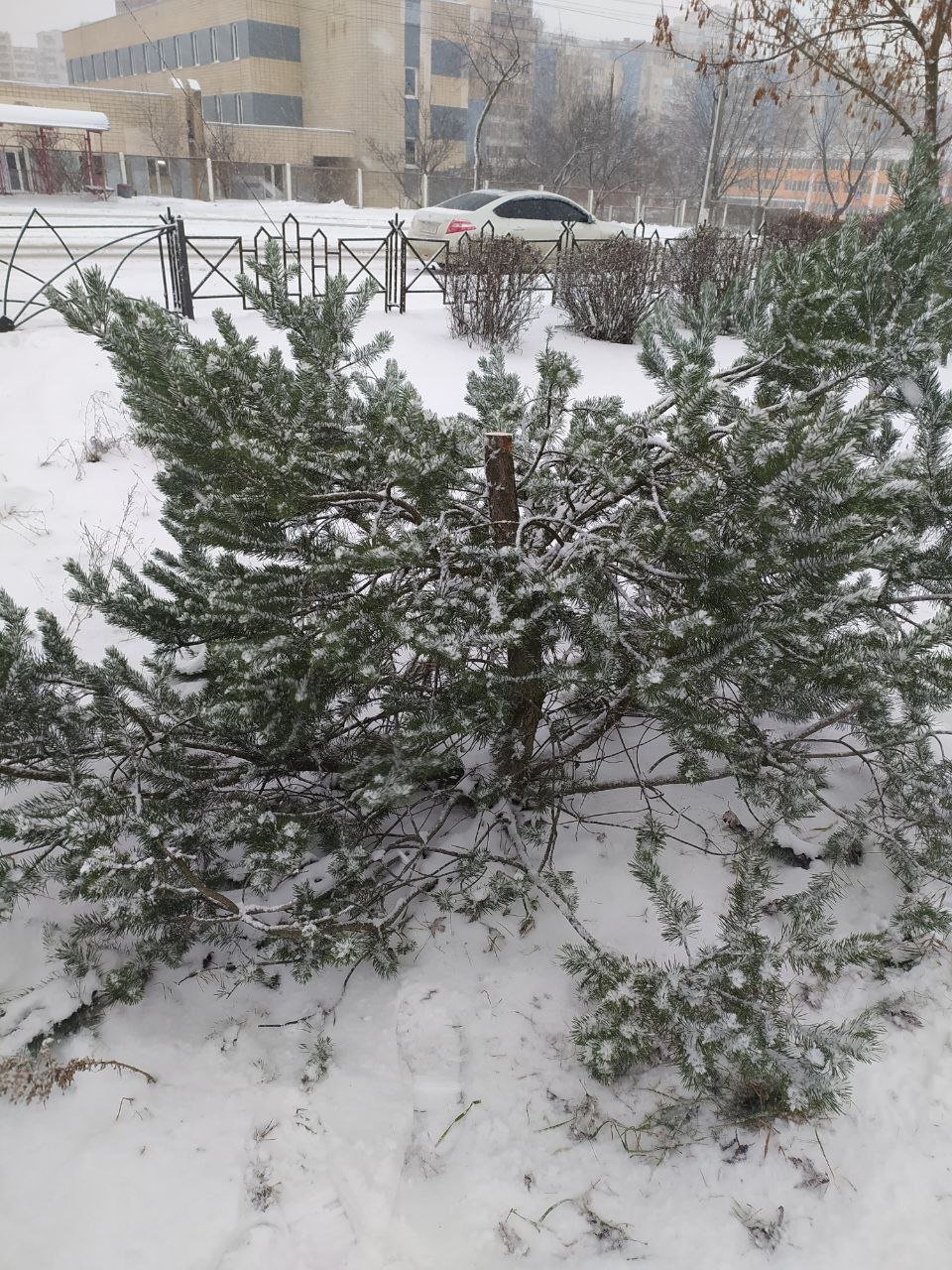 У Києві чоловік під час комендантської години спилив ялинку парку Партизанської слави 4