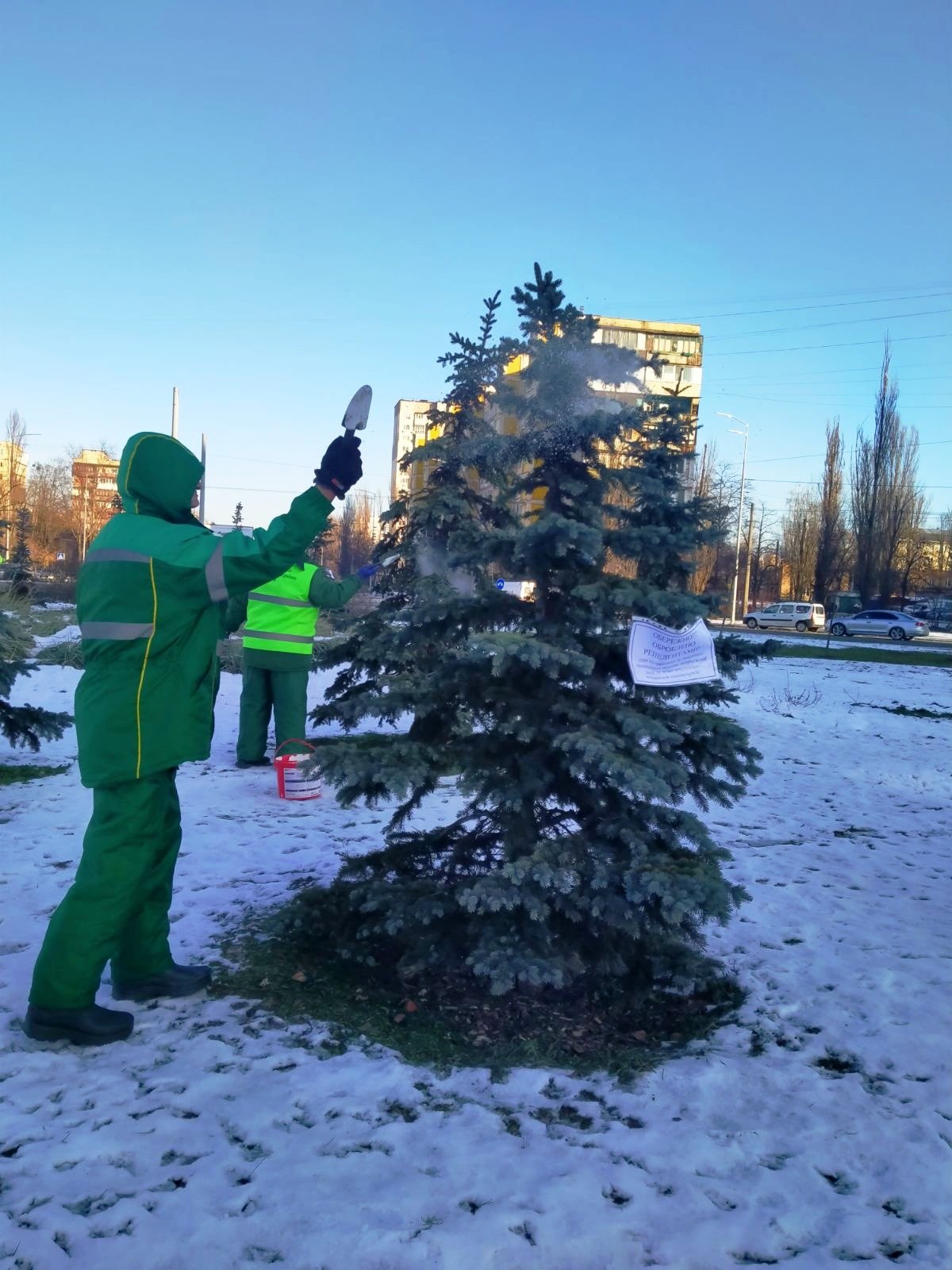 У Києві ялинки обробляють спеціальними хімікатами, щоб вберегти їх від крадіїв 1