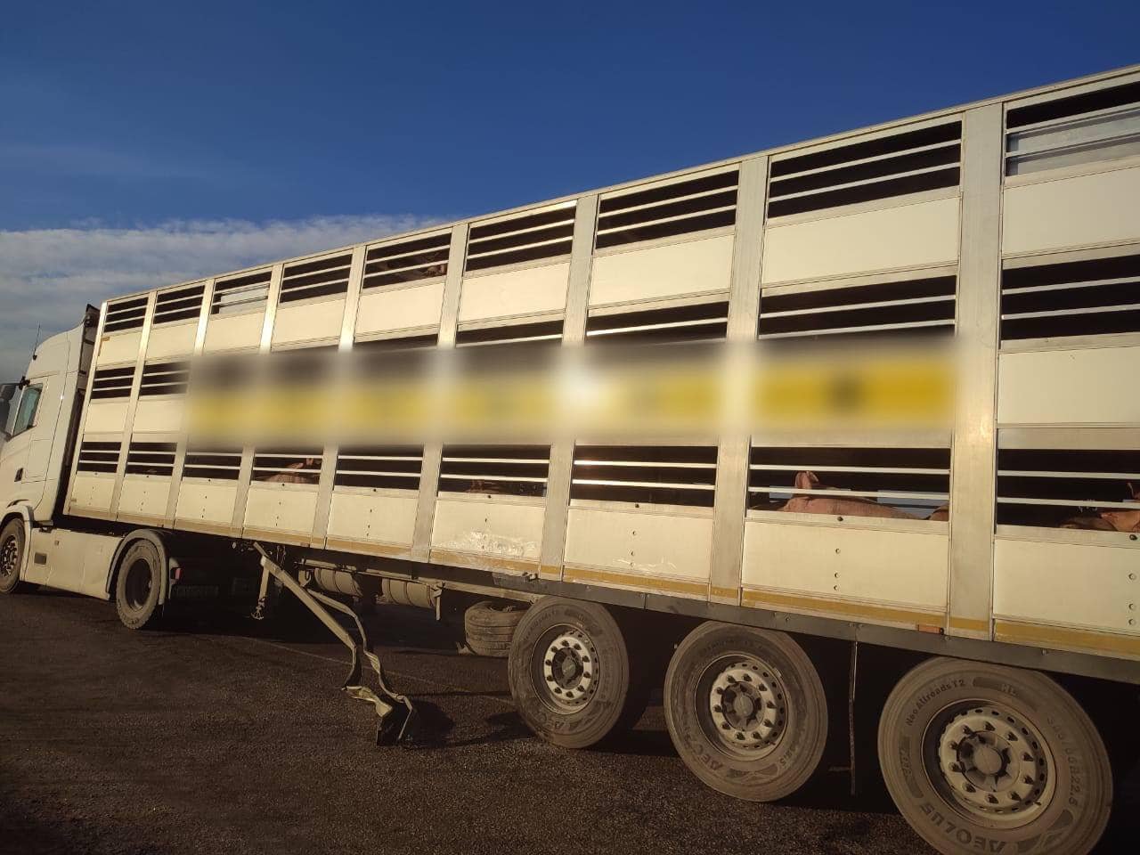 На Київщині сталася смертельна ДТП: Lanos влетів під фуру з худобою 2