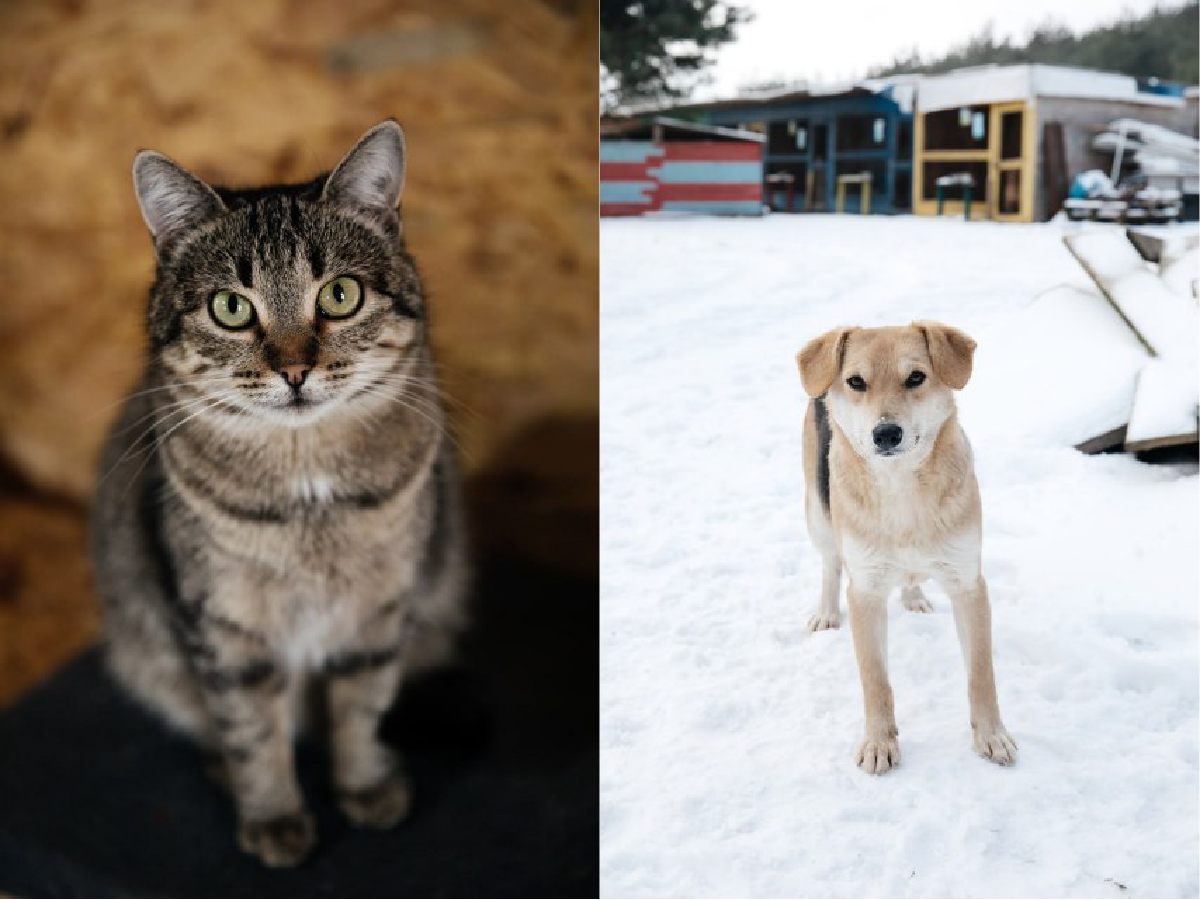 На Київщині відбудують зруйнований притулок для тварин за майже 2 млн грн 2