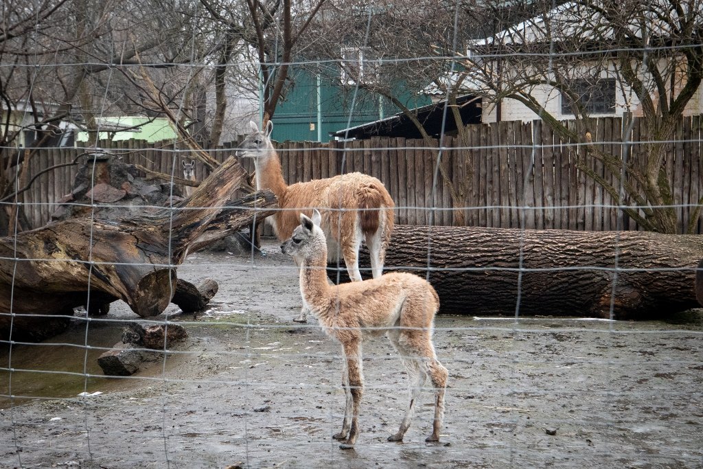 У Київському зоопарку поповнення у родині гуанако: у Ракель та Рікардо народилась дівчинка 1