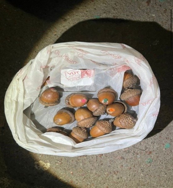 У Києві чоловік ховав «закладки» у жолудях 2