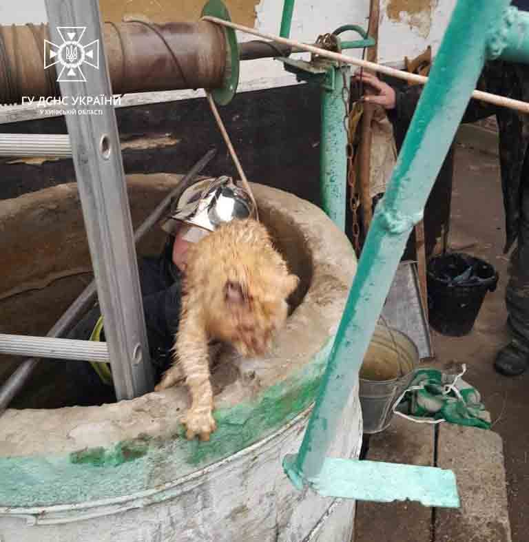 На Київщині врятували кота, який впав у криницю 2