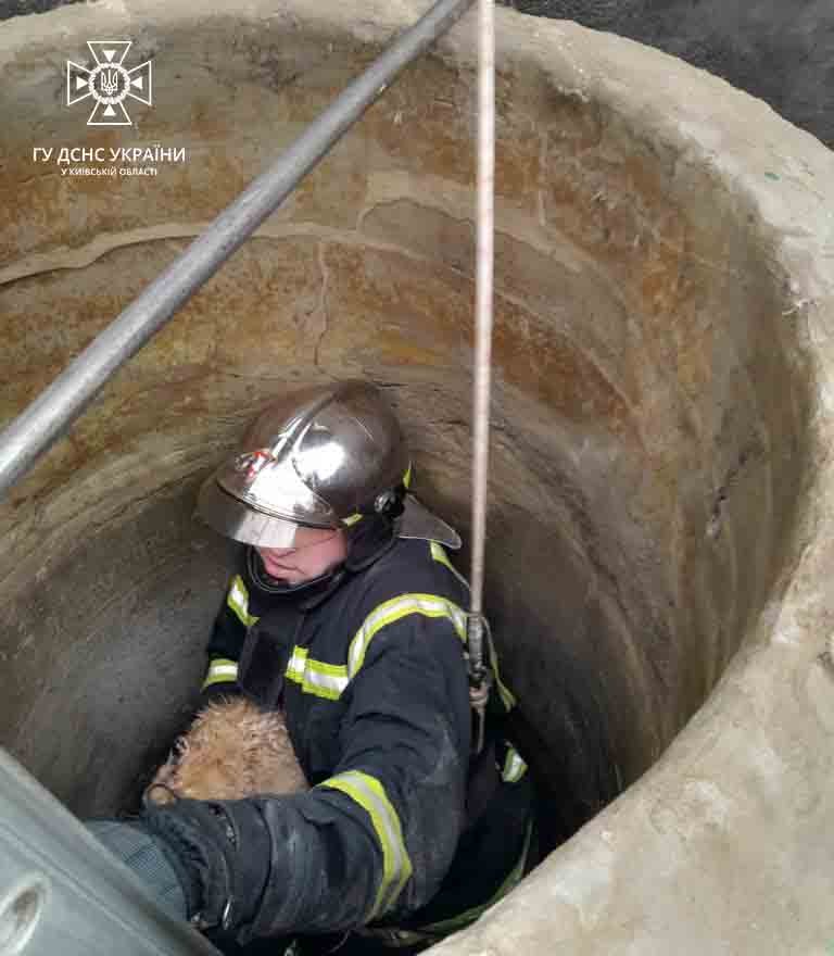 На Київщині врятували кота, який впав у криницю 3