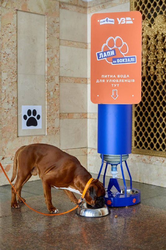 У Києві на залізничному вокзалі встановили зручні поїлки для тварин 5
