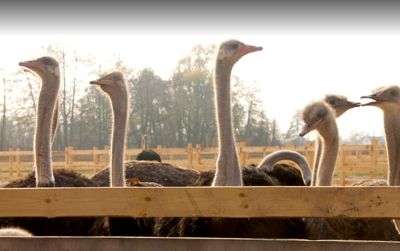 Куди втекти з Києва на вихідні: 10 місць біля столиці, про які ви нічого не знали 11