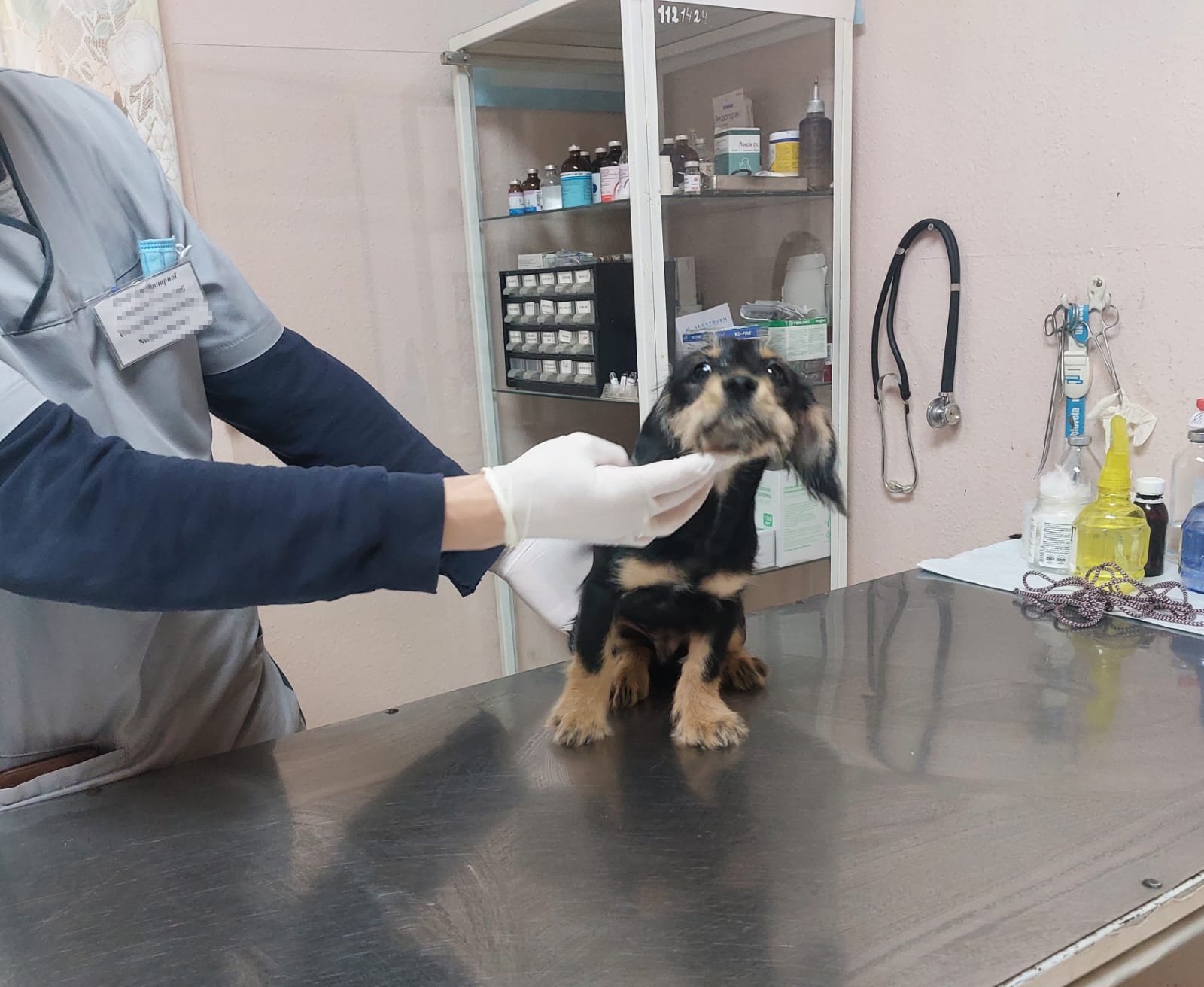 Била та поїла горілкою: у Києві жінка знущалась над тримісячним цуценям 1