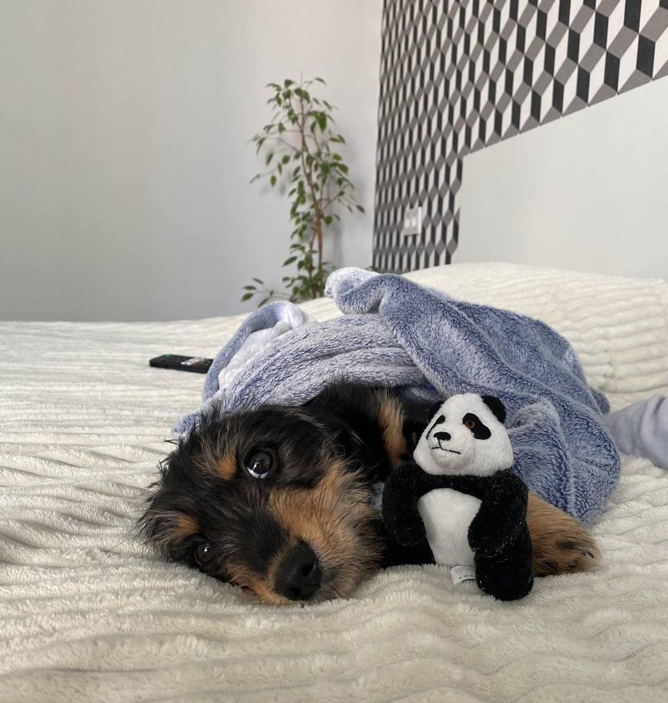 Била та поїла горілкою: у Києві жінка знущалась над тримісячним цуценям 4