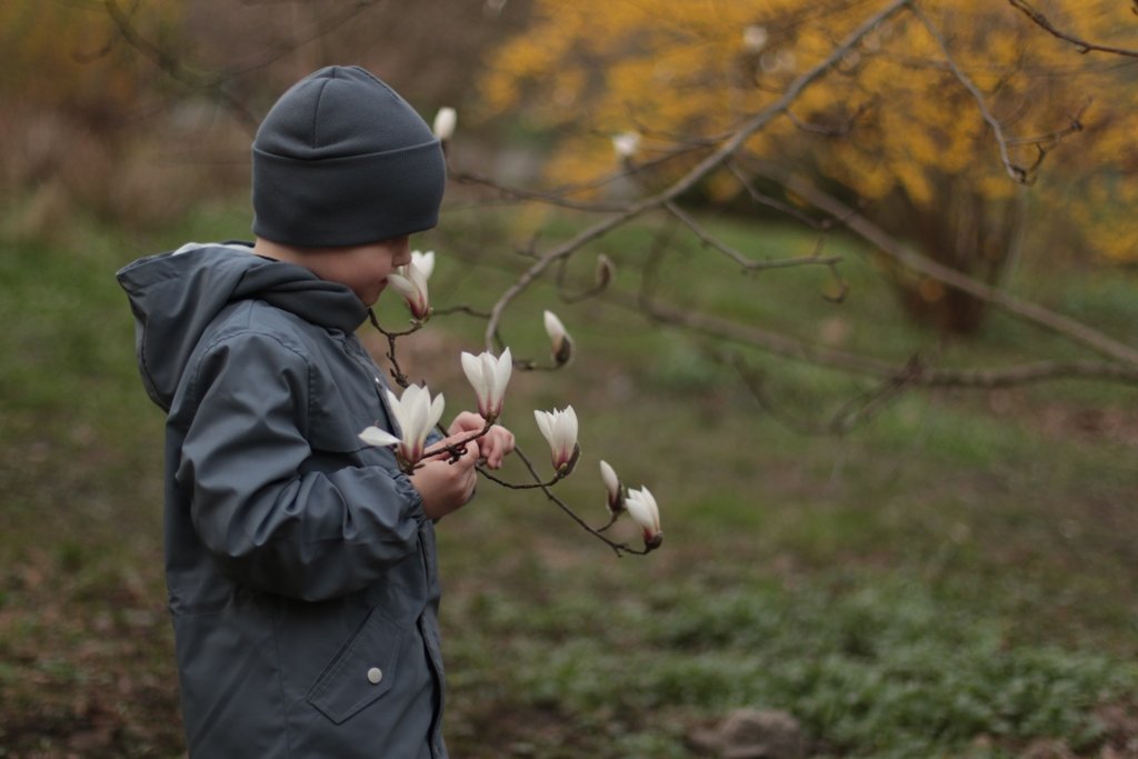У Києві зацвіли перші дерева магнолій: де зробити гарні фото 1